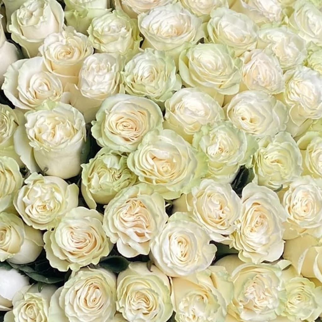 Белые розы в ленту (101 шт) №1602 - Фото 6